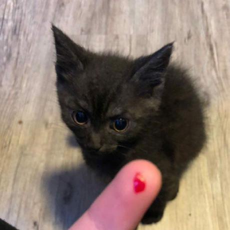 Gatinho morde pessoas